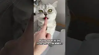 Почему котик сначала лижет руку, а потом ее кусает  