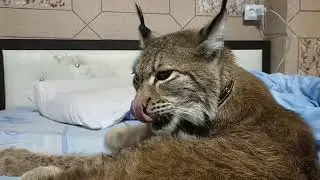 Рысь Даша - просто место занято