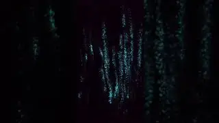 Bioluminescence first evolved in animals at least 540 million years ago in soft corals ✨