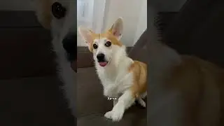 Пять вещей чего боятся корги 