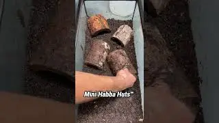 Baby Fire Skinks hatched in the tank! 