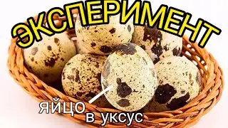 КАК ОТРЕАГИРУЕТ ПЕРЕПЕЛИНОЕ ЯЙЦО НА УКСУС