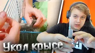 ПЯТЕРКА ЛЕЧИТ КРЫС (НАРЕЗКА СО СТРИМА ПЯТЕРКИ)
