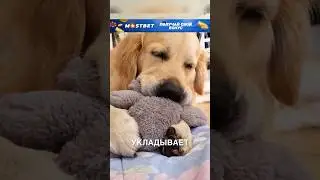 Пёсик мило спит 🥹❤️ 