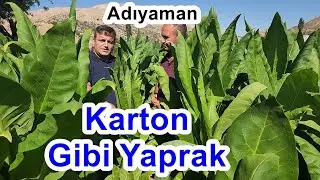 Doğru Tütün Gübreleme ile  Verim ve   Tütün Kalitesini Artırmak - Adıyaman