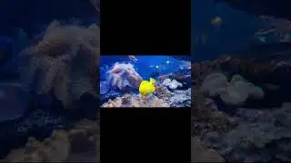 Успокоение нервной системы  СОН