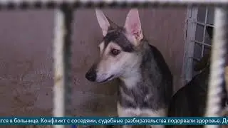 Жительницу Тагила через суд обязали избавиться от собачьего приюта в квартире. Куда делись собаки