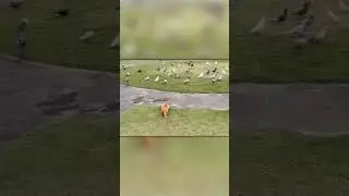 Крутые Нападения Кошек на Птиц