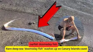 Mysterious Deep-Sea ‘Doomsday Fish’ Washes Up on Canary Islands Beach! 🌊🐟