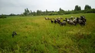 VID 20170713 122240
