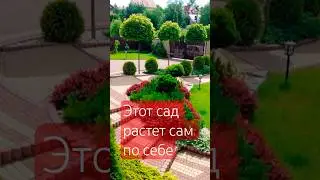 Как создать САД, который РАСТЕТ САМ ПО СЕБЕ