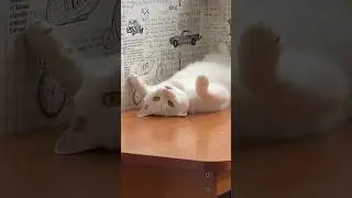 Кот сьел рыбу и прикинулся мертвым 😁🙈 