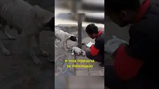 😢Собака Попросила Людей Помочь ее Щенку