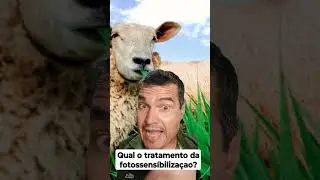 Qual o tratamento da fotossensíbilizaçao em caprinos e ovinos?