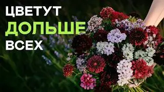 🌺💥МЕСЯЦАМИ с цветами: 15 долгоцветущих многолетников!