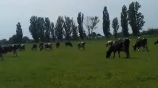 ПАСЕМ КОРОВКИ ВЖЕ ПІСЛЯ ОБІДУ, СОНЕЧКО ВИЙШЛО КОРОВКИ ПАСУТСА РОМАНТИКА!