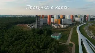Прогулка с корги | DJI mini 3 pro
