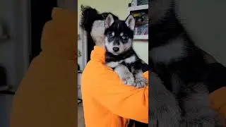 wolfdog for sale! Female, 1,5 months, $550 #wolf #dog #sale