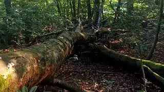 Сочи. время 5 утра Гуляем в лесах Сочи с прайдом котов! 🐈🐱🌲