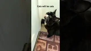 Cats will be cats
