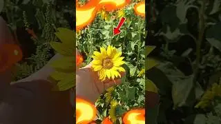 Страховые поля...