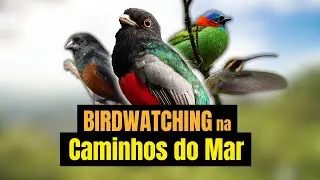Expedição de OBSERVAÇÃO de AVES: Explorando a MATA ATLÂNTICA da Estrada CAMINHOS do MAR!