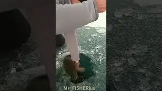 Трофейный карп по первому льду