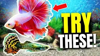 Here Are The 10 BEST Fish For 10 Gallon Tanks...
