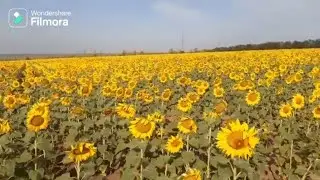 ЦВІТЕ ДОЗРІВАЄ НАЛИВАЄТЬСЯ СОНЯШНИК  2024 рікTHE SUNFLOWER BLOOMS IN UKRAINE