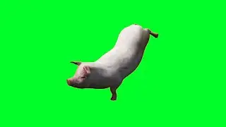 Pig Green Screen Animation Effect | Pig Dance Green Screen Video | Free Use (2021)