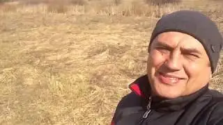 ПЕРВЫЕ ПЫЛЬЦЕНОСЫ, МАТЬ И МАЧЕХА УЖЕ ЦВЕТЁТ, ВЕРБА ЕЩЁ НЕ ПУШИТ