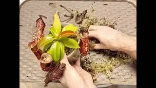 Nepenthes 