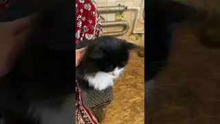 А я такой красивый?! #shortsviral #shortvideo #shortvideo