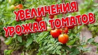 Лучшие способы увеличения урожая томатов агротехнические и подкормка