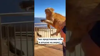 А вы? #shortsvideo #отдых #отпуск #shorts #short #море