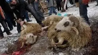 Шокирующее видео: Мусульмани режут барана