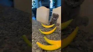 #shortsvideo