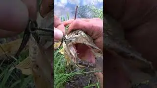 Рыбалка на живца с поплавком. Ловля ОГРОМНЫХ ЩУК на ПОПЛАВОК. #shorts #рыбалка #fishing #рыба #ловля