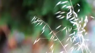 Nature Time Lapse Background video | Copyright Free