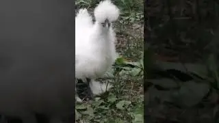 Наша курочка на прогулке
