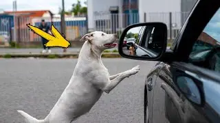 The dog recognized its owner 2 years after the loss. What happened next was incredible!
