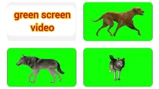 wolf green screen video