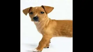 потные катки в роблокс