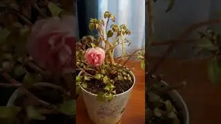 ВАЖНО ВО ВРЕМЯ УВЕЛИЧИВАТЬ ОБЪЕМ ГРУНТА ДЛЯ РАСТЕНИЙ🌺