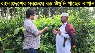 বাংলাদেশের সবচেয়ে বড় ঔষুদি গাছের বাগান করে সফল যশোরের কবির ভাই