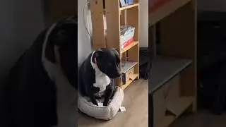 КОТ - ДОМИНАНТ ))) СМЕШНО ДО СЛЁЗ! ПРИКОЛЫ С ЖИВОТНЫМИ. ЮМОР. МИЛЫЕ ПИТОМЦЫ. ЗАБАВНЫЕ ЖИВОТНЫЕ. PET.