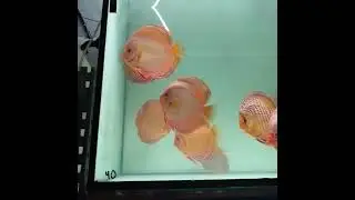 Discus fish.