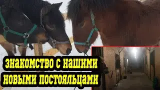 В нашем парке жеребята мезенской породы. Прогулка с лошадьми