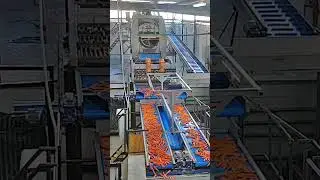 Линии полировки овощей