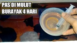 PAKAN BURAYAK UMUR 4 HARI // Fourday-old burayak food